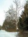 autorzy:fedar:20050305_muszaki:007_chwalibogi.jpg