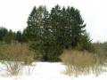 autorzy:fedar:20050305_muszaki:016_piec.jpg