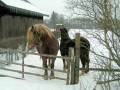 autorzy:fedar:20050305_muszaki:034_kot.jpg