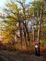 autorzy:fedar:20051030_zenbok_niedzborz:061.jpg