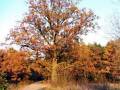 autorzy:fedar:20051030_zenbok_niedzborz:071.jpg