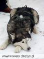 autorzy:fedar:20060218_bieg_sasinow:857_bieg_20060218.jpg