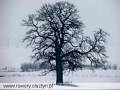 autorzy:fedar:20060219_wyrypa:918_wyrypa_20060219.jpg