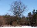 autorzy:fedar:20060312_lydynia:051.jpg