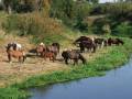 autorzy:fedar:20080927_glinojeck:5486_glinojeck_wkra_20080927.jpg