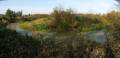 autorzy:fedar:20080927_glinojeck:5507p_rybitwy_20080927.jpg