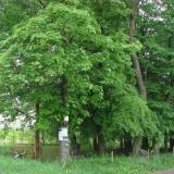 Belsk Duży. Mogiła powstańców 1863 r.