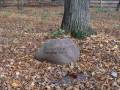 miejsca:1914:lodzkie:wiaczyn_dolny:2008-11-02:pb024069.jpg