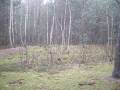 miejsca:1914:lodzkie:wola_szydlowska:2009-12-06:rejon_czarnego_blotka_wal_od_poludniowego_wschodu.jpg