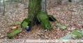 miejsca:1914:mazowieckie:czeruchy:2004-12-18:02_czeruchy_cmentarz.jpg