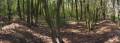 miejsca:1914:mazowieckie:leszno:2009-04-26:9922pr_leszno_20090426.jpg