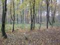miejsca:1914:mazowieckie:wola_golkowska:2011-11-02:img_3941.jpg