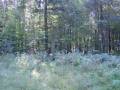 miejsca:1914:podlaskie:2005-09-08_sierzputy_mlode_001.jpg