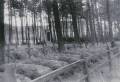 miejsca:1914:pomorskie:niebedzino:archiwum:cmentarz_zolnierzy_rosyjskich_z_i_wojny_swiatowej_w_niebedzinie_foto_z_1935_r..jpg