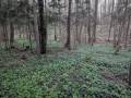 miejsca:1914:warminsko-mazurskie:kopijki:2025-04-14:kopijki02.jpg