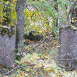 koty03.jpg