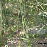 zakrzewko14.km003ew.jpg